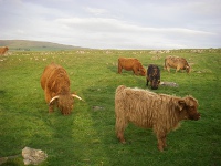 Highland cows and calves..